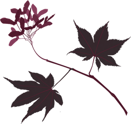 Maple Leaf Reiki Ramsgate